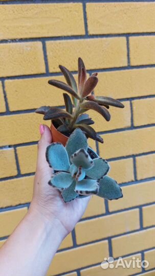 Кактусы и суккуленты