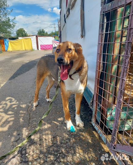 Есть только приютский вольер