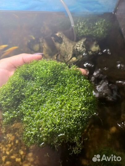 Аквариумные креветки,Ричия, рогалистник