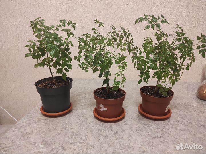 Радермахера