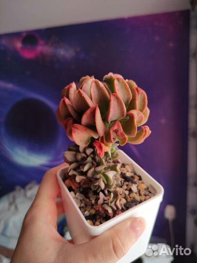 Суккуленты эхеверии крассулы