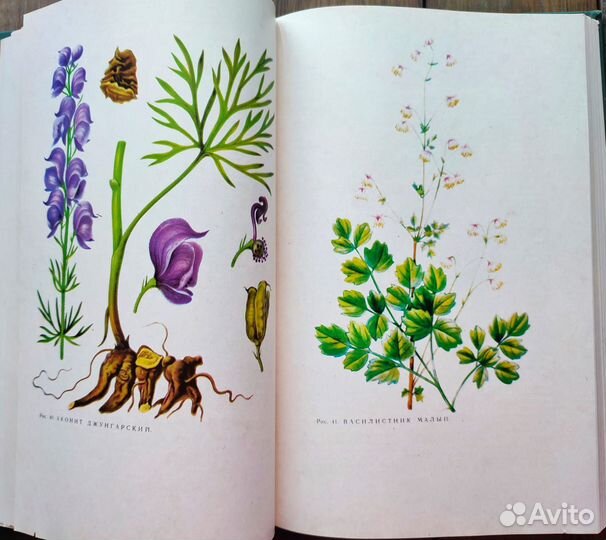 Ботаническая книга лекарственные растения