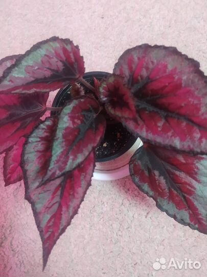 Декоративная бегония