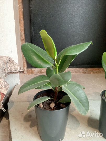 Комнатные растения цветы