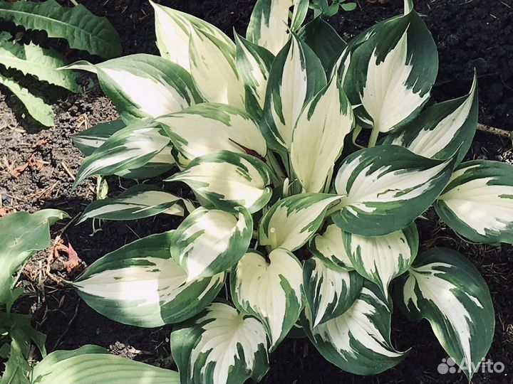 Хосты сортовые