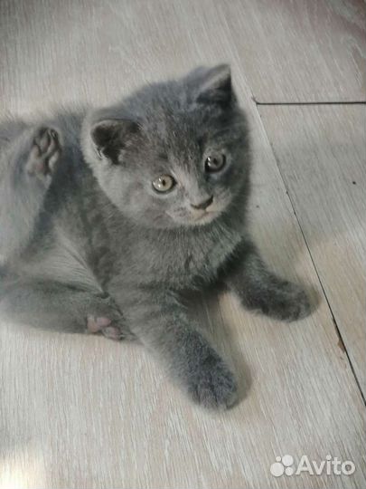 Британский котенок