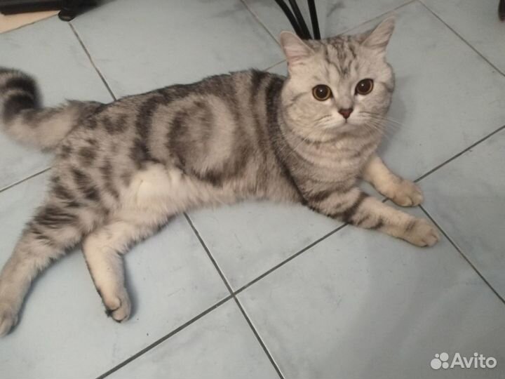 Шотландский кот вязка