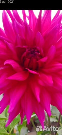 Георгины клубни