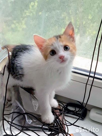 Котёнок от домашней кошки добрые руки трёхцветная