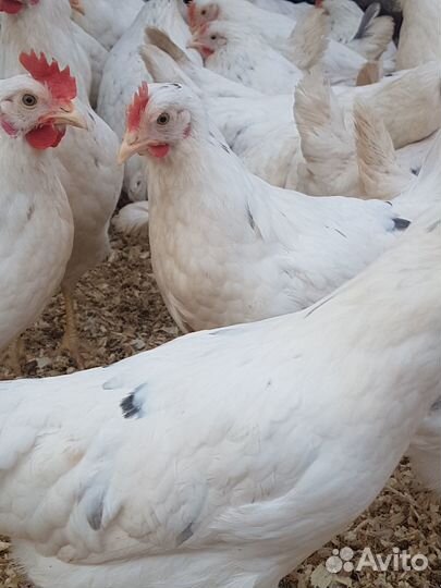 Несушки Коралл 4,5 месяца