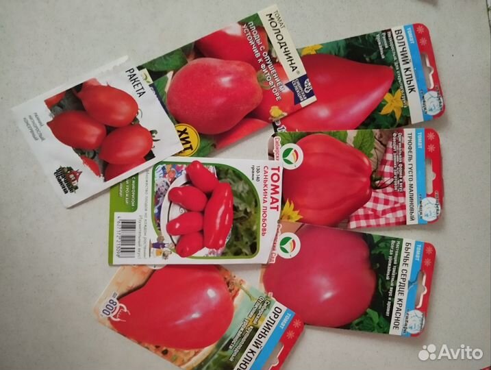 Рассада помидор