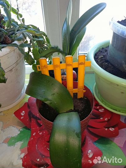 Домашние цветы