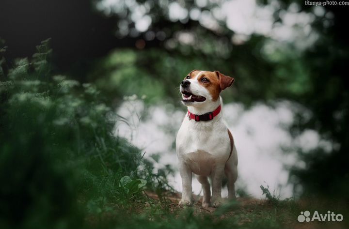 Джек рассел терьер.Вязка, случка