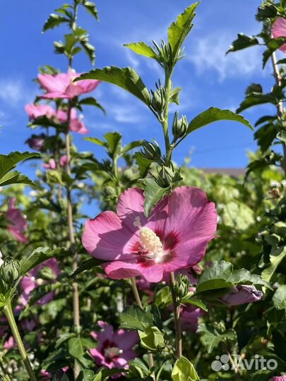 Гибискус садовый