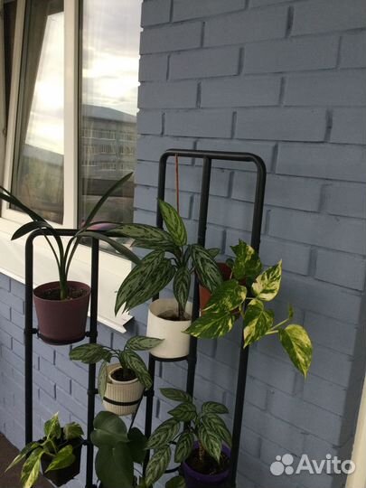 Много комнатных растений