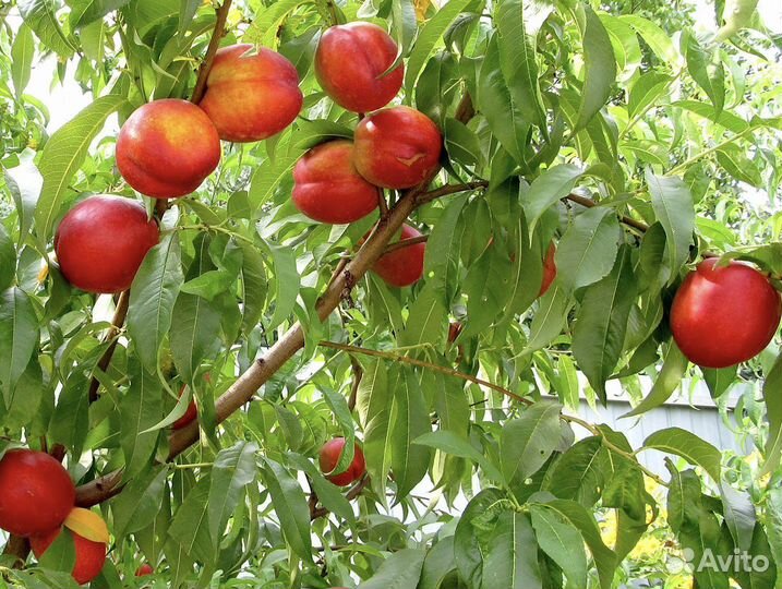 Саженцы Нектарина «Лола»