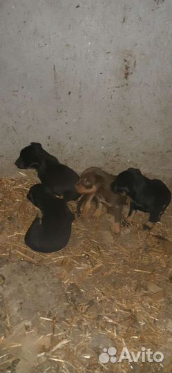 Австралийский Келпи пастушки