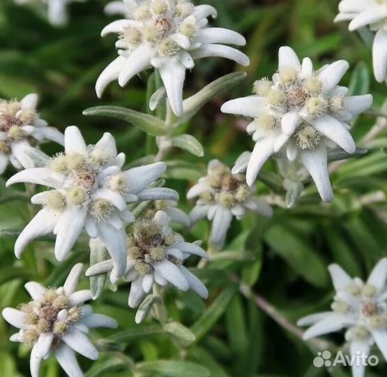 Эдельвейс Альпийский. редкое. Семена