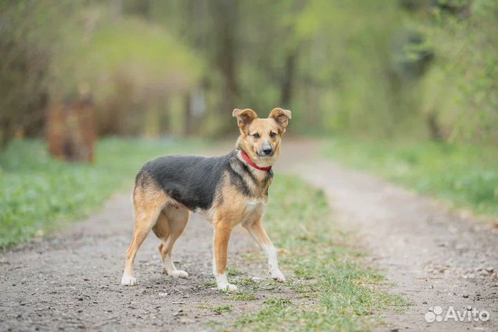 Собака в добрые руки