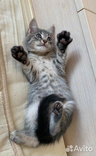 Котята бесплатно