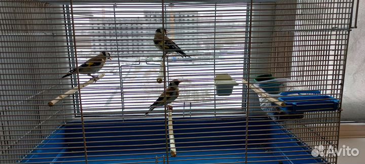 Птица щегол