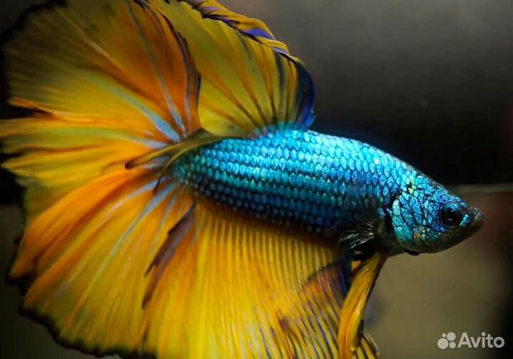 Петушок в аквариуме (комплект)