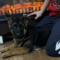 Немецкая овчарка, щенок