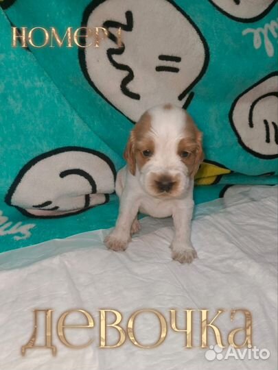 Щенки кокер спаниеля