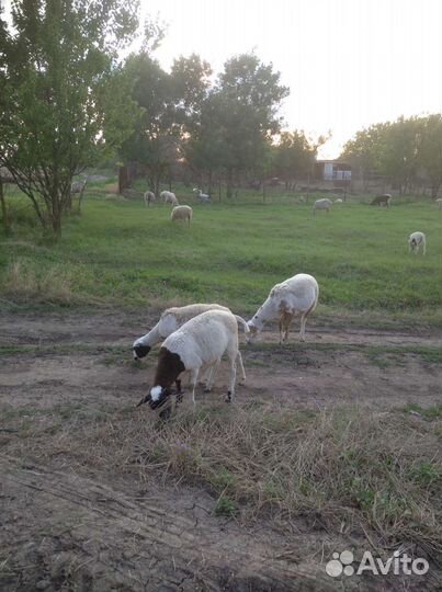 Ярки дорпер