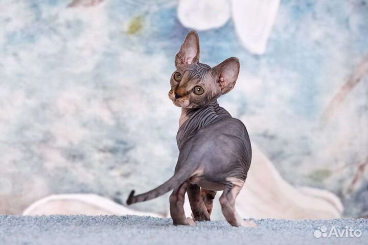 Сфинкс, эльф