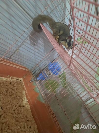 Белка Летяга