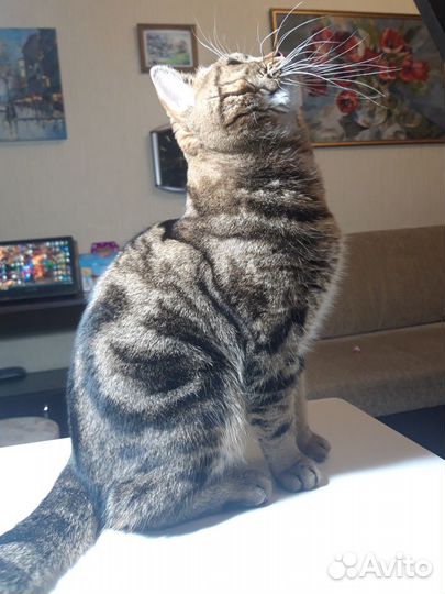 Шотландский кот вязка