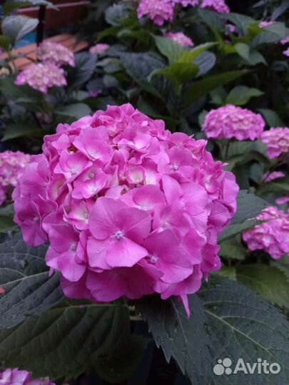 Гортензия крупнолистная саженцы