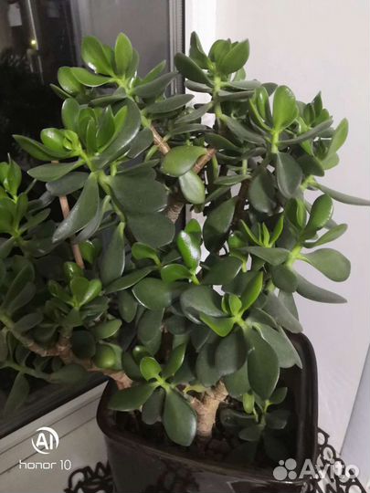 Красула-денежное дерево, драцена