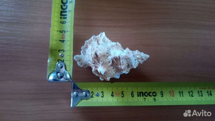 Морские ракушки раковины