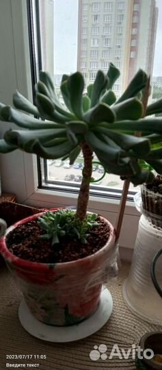 Эхверия Топси турви