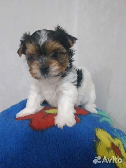 Бивер мини мальчики