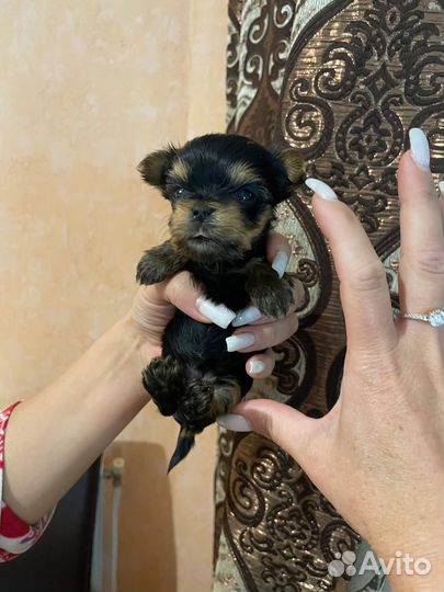 Йоркширский терьер щенки