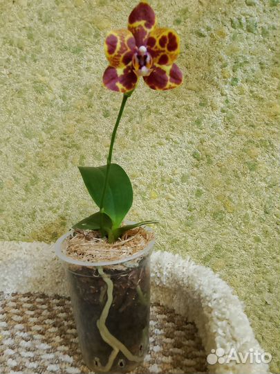 Орхидея фаленопсис