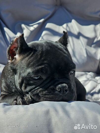 Американский булли микро