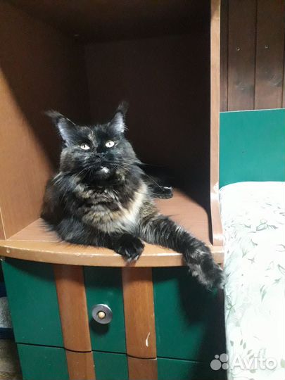 Котята мейн-кун