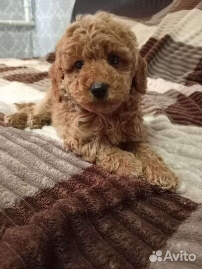 Щенки той пуделя