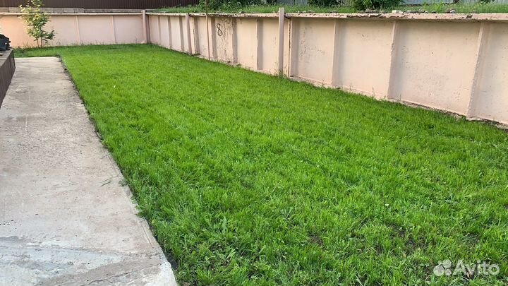 Семена газонной травы