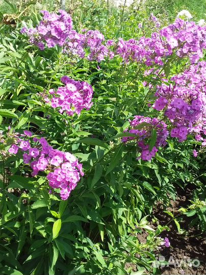 Продаются цветы