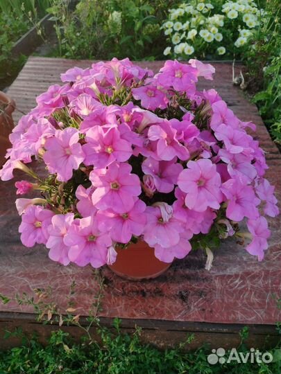 Петуния в кашпо, Ампельная, каскадная