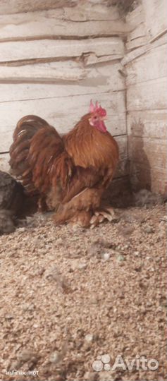 Куры петухи бройлер
