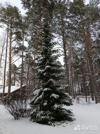 Живые ёлки на новый год