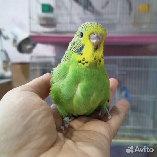 Попугай волнистый выставочный