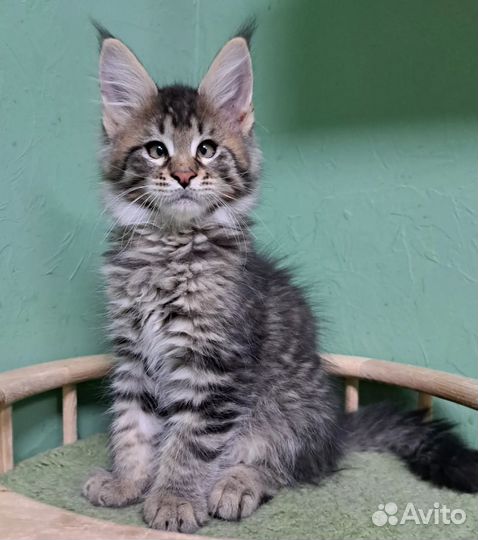 Котята мейн-кун