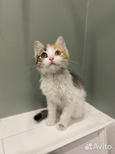 Котенок девочка бесплатно